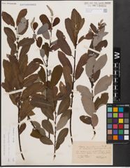 Foto von Salix cinerea L. x Salix starkeana Willd.